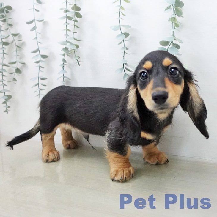 茨城県のカニンヘンダックスフンド(ロング) (ペッツワン 古河店/2026年1月28日生まれ/男の子/ブラックタン)の子犬の1枚目の画像