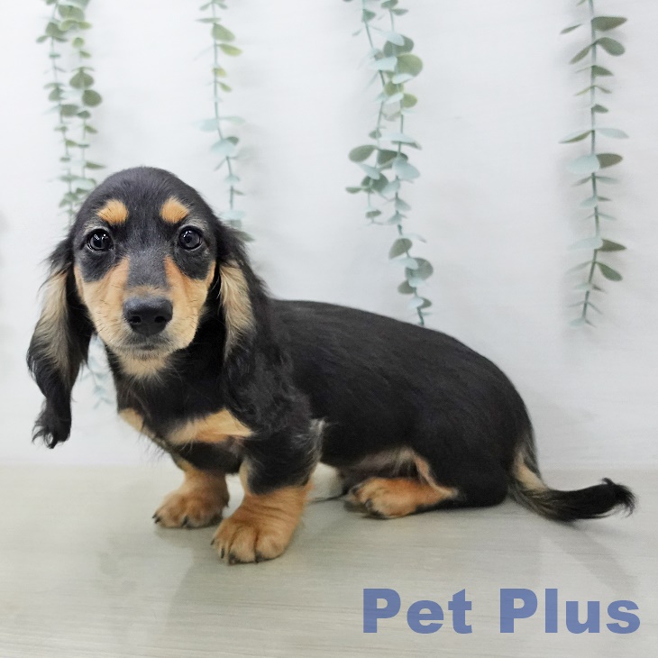 茨城県のカニンヘンダックスフンド(ロング) (ペッツワン 古河店/2026年1月28日生まれ/男の子/ブラックタン)の子犬の2枚目の画像