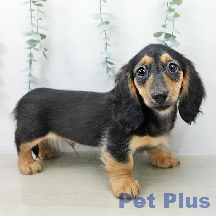 カニーンヘン・ダックスフンド