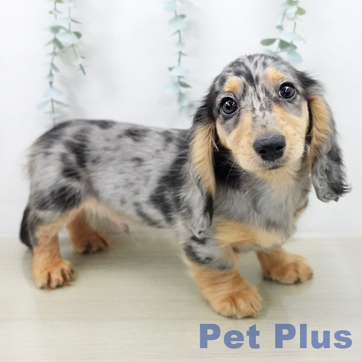 カニーンヘン・ダックスフンド