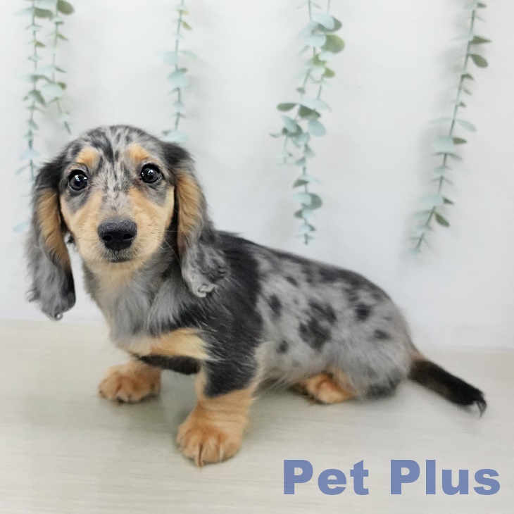 カニーンヘン・ダックスフンド