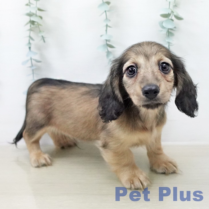 神奈川県のカニンヘンダックスフンド(ロング) (ペットプラス ビアレ横浜店/2026年1月21日生まれ/男の子/シェーデットイエロー)の子犬の1枚目の画像