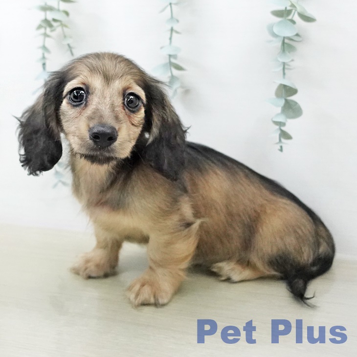 神奈川県のカニンヘンダックスフンド(ロング) (ペットプラス ビアレ横浜店/2026年1月21日生まれ/男の子/シェーデットイエロー)の子犬の2枚目の画像