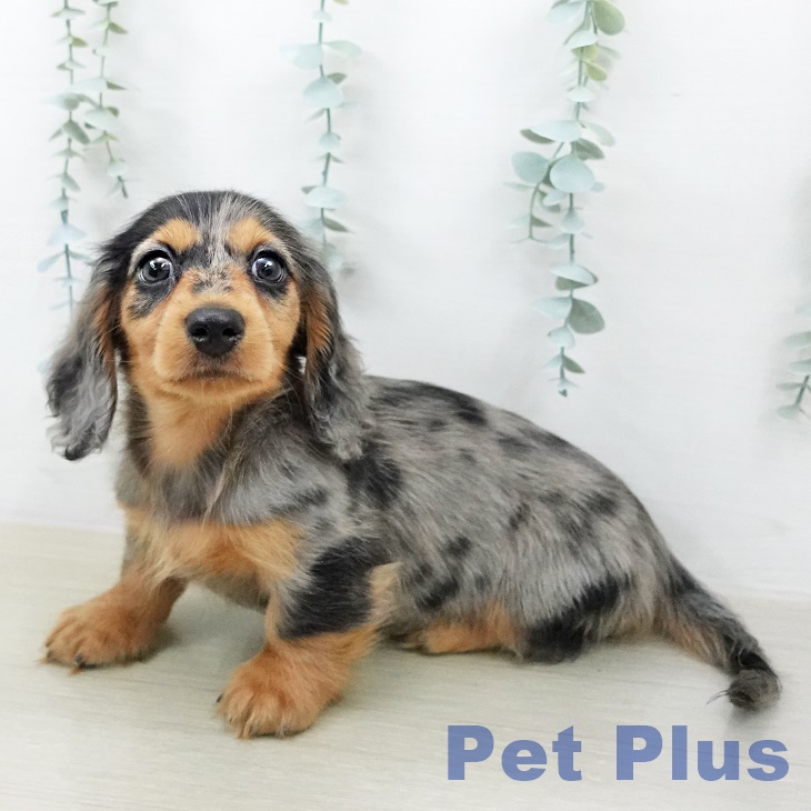 群馬県のカニンヘンダックスフンド(ロング) (ペットプラス イオンモール太田店/2026年1月21日生まれ/男の子/シルバーダップル)の子犬の2枚目の画像