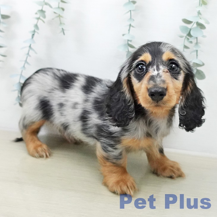 宮城県のカニンヘンダックスフンド(ロング) (ペットプラス 名取店/2026年1月21日生まれ/男の子/シルバーダップル)の子犬