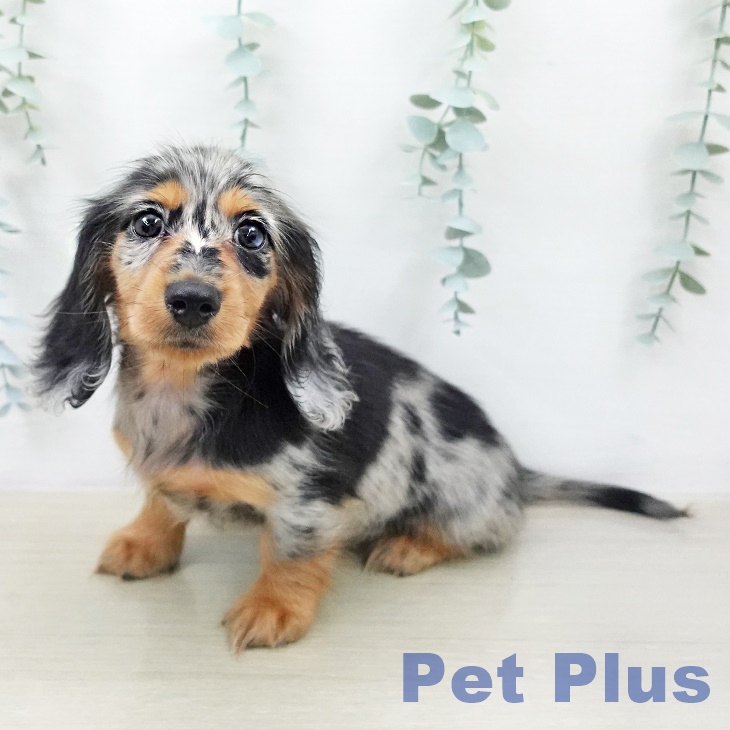 埼玉県のカニンヘンダックスフンド(ロング) (ペットプラス 羽生店/2026年1月21日生まれ/女の子/シルバーダップル)の子犬の1枚目の画像