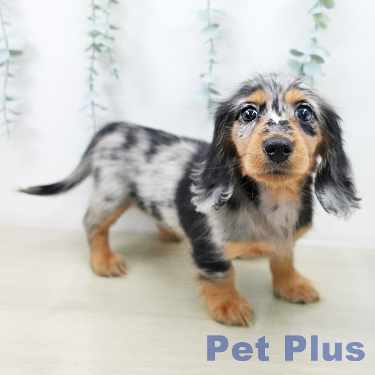 埼玉県のカニンヘンダックスフンド(ロング) (ペットプラス 羽生店/2026年1月21日生まれ/女の子/シルバーダップル)の子犬の2枚目の画像