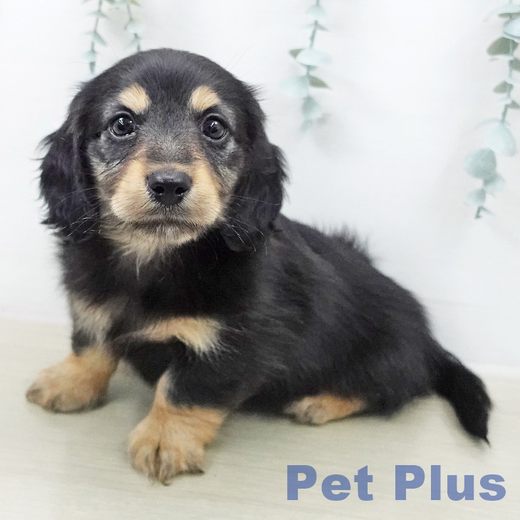 カニーンヘン・ダックスフンド