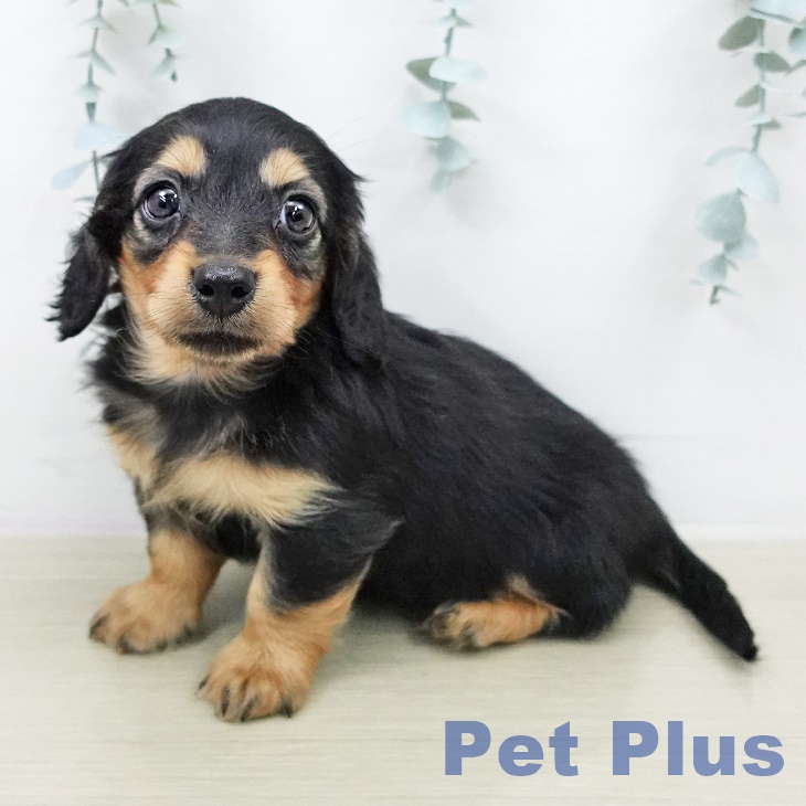 カニーンヘン・ダックスフンド