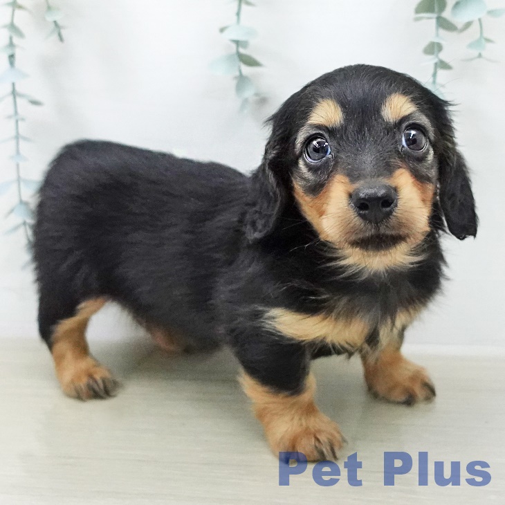 カニーンヘン・ダックスフンド