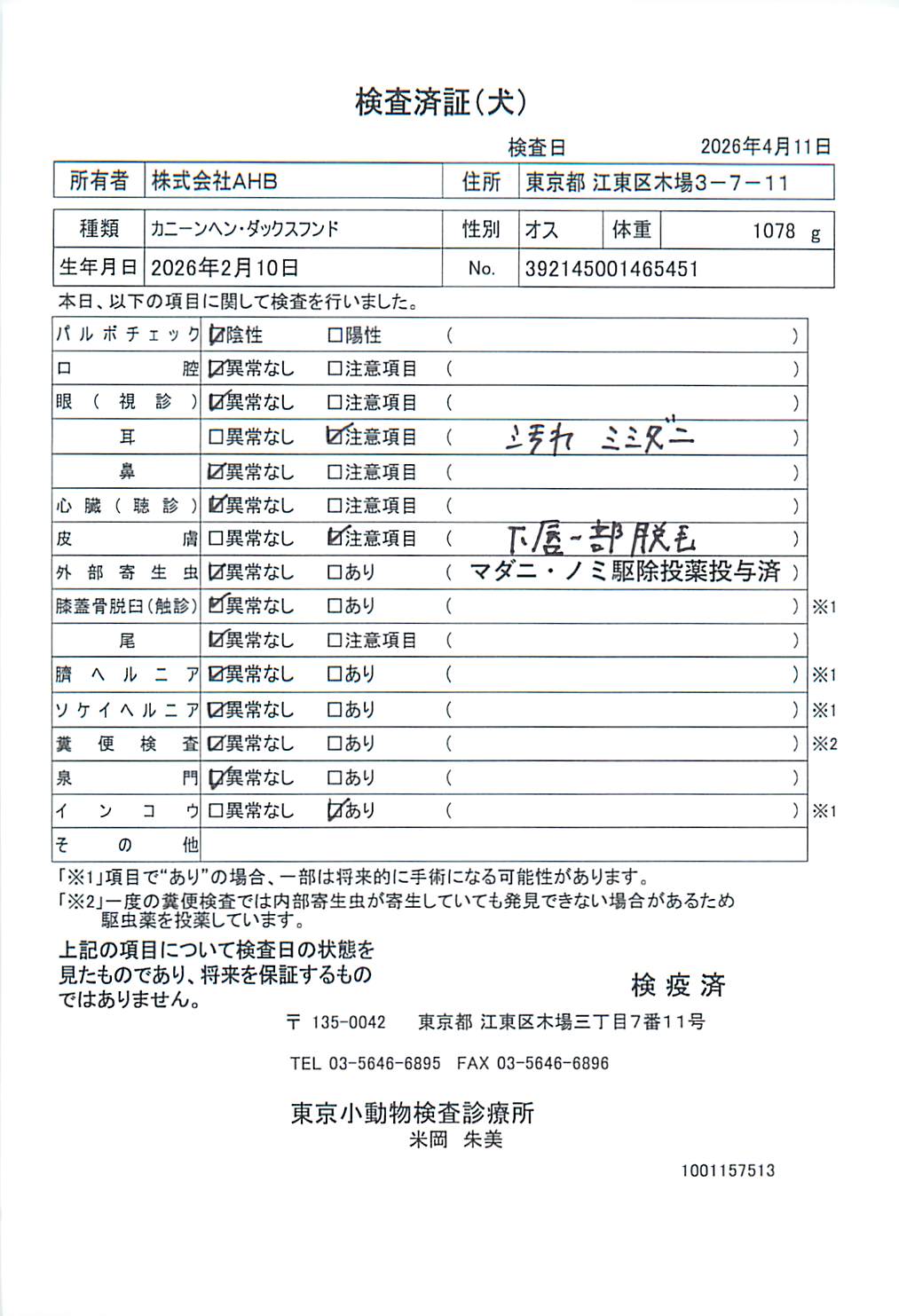 カニーンヘン・ダックスフンド