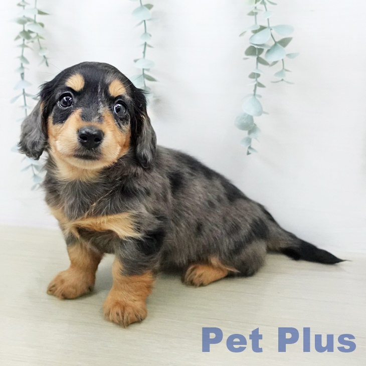 カニーンヘン・ダックスフンド