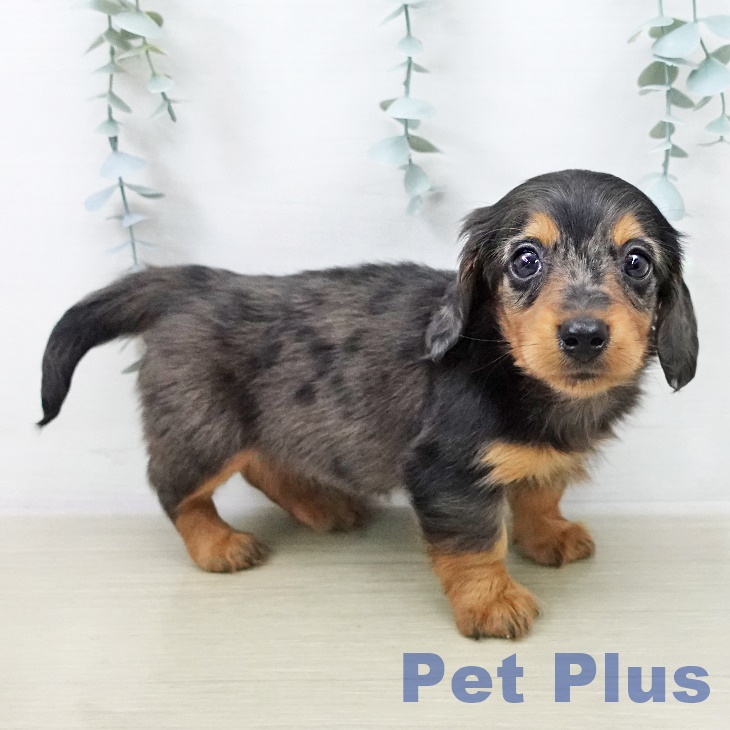 カニーンヘン・ダックスフンド