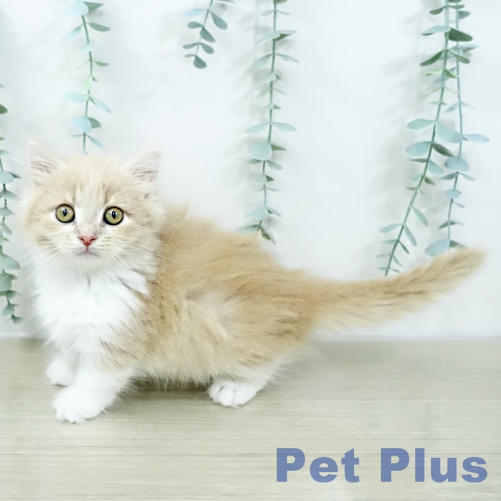 ミヌエットの写真2