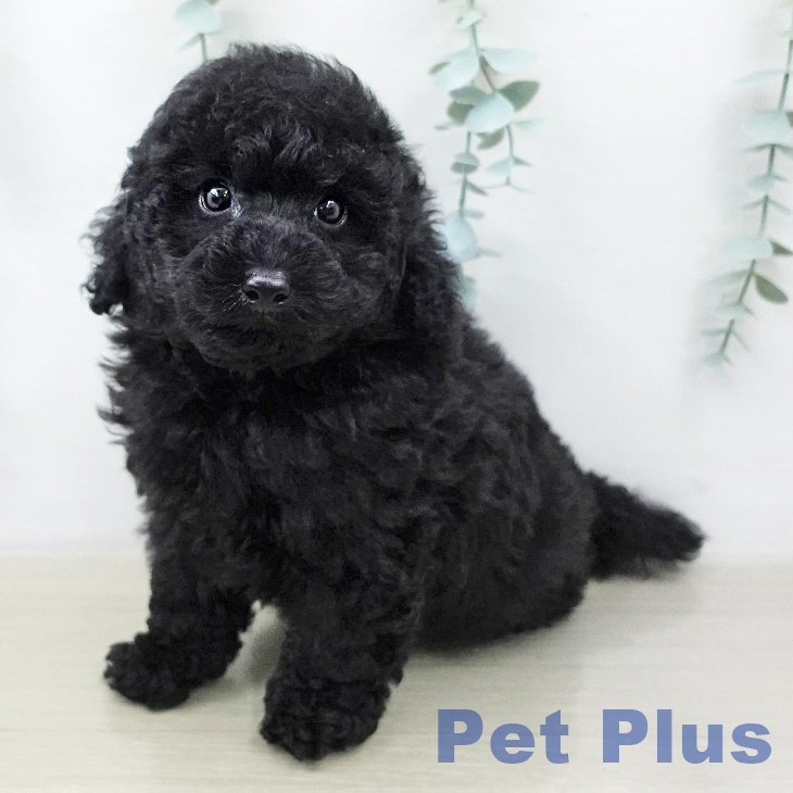 トイ・プードル