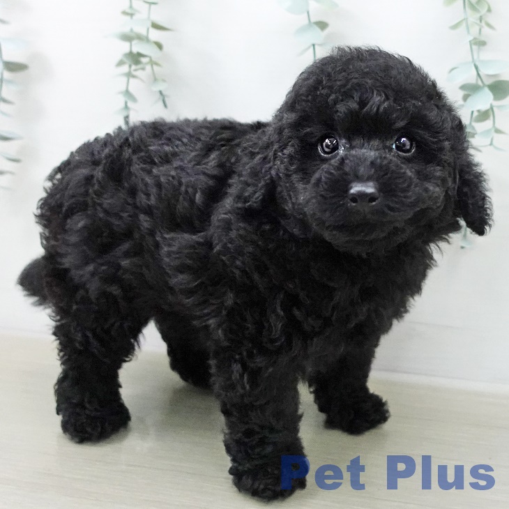 トイ・プードルの写真2