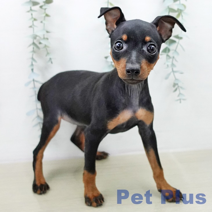 ミニチュア・ピンシャー