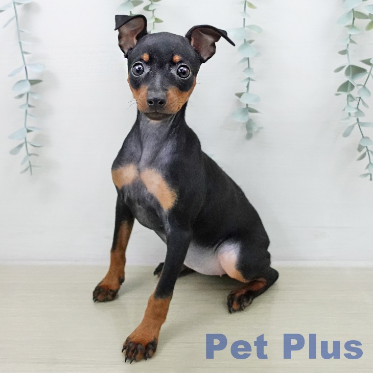 ミニチュア・ピンシャー