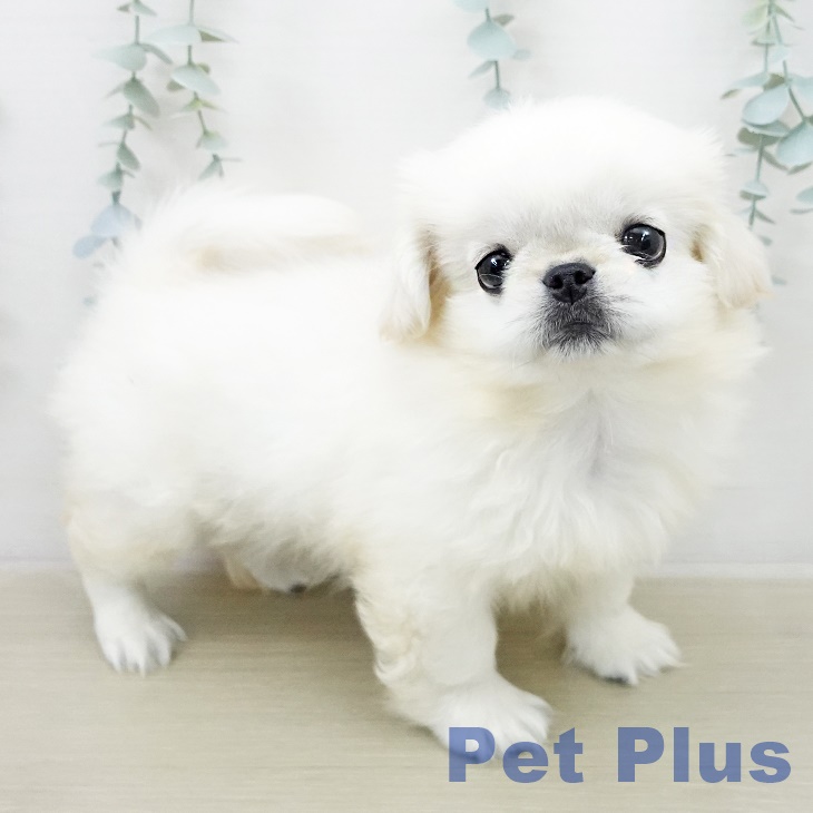 宮城県のペキニーズ (ペットプラス 名取店/2026年1月29日生まれ/女の子/ホワイト)の子犬