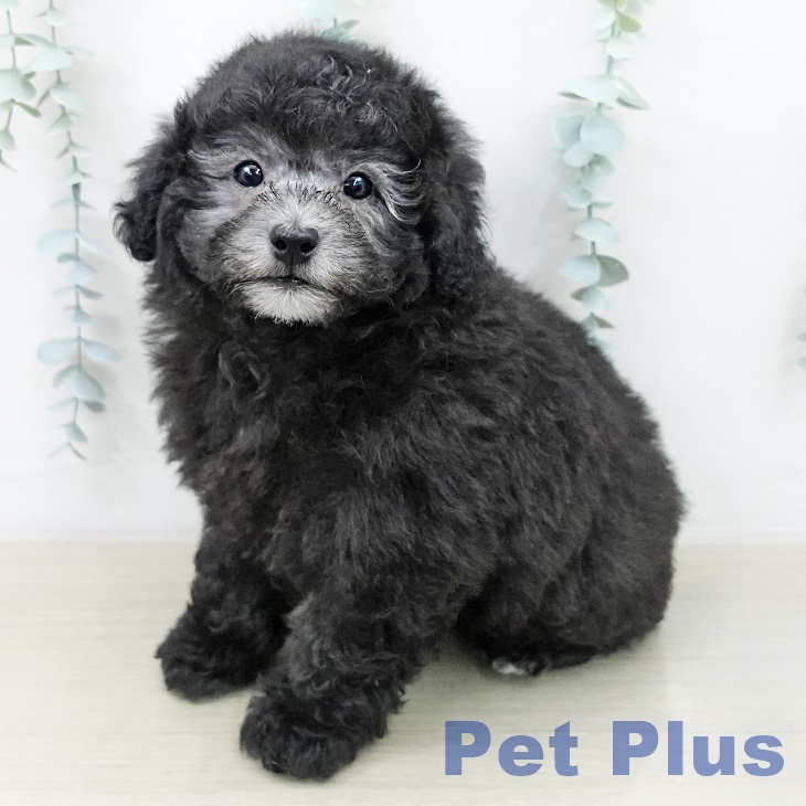 トイ・プードル