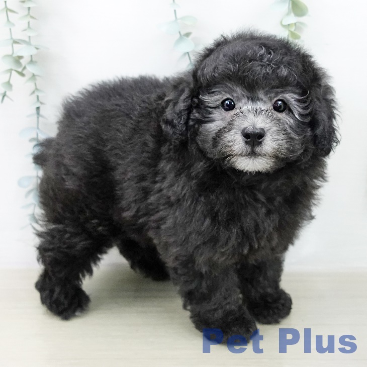 トイ・プードルの写真2