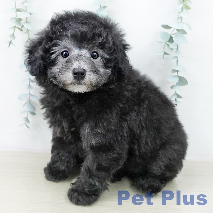 トイ・プードル