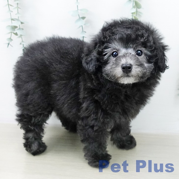 トイ・プードル