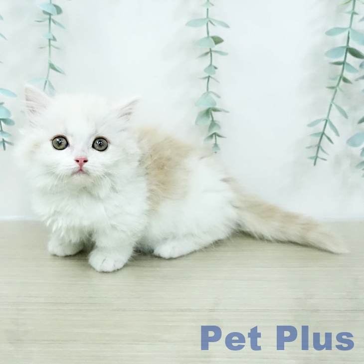 マンチカンの写真2