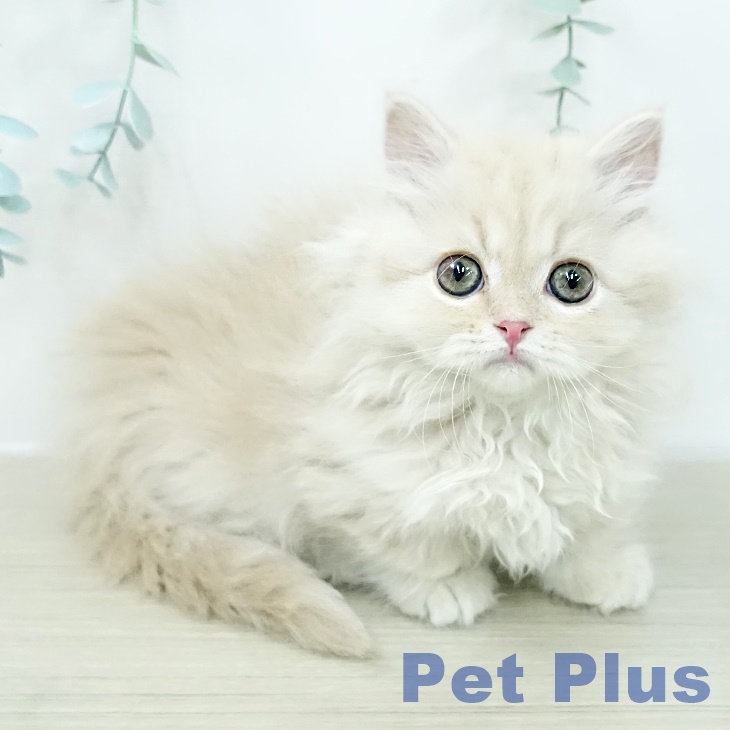 マンチカンの写真2