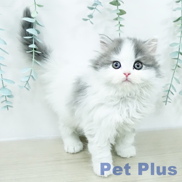 スコティッシュフォールド