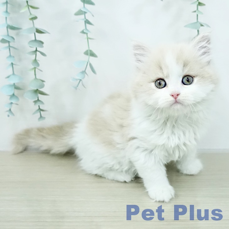 スコティッシュフォールドの写真2