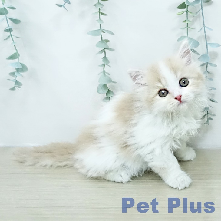 スコティッシュフォールド