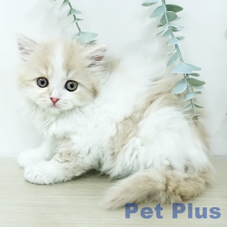 スコティッシュフォールド