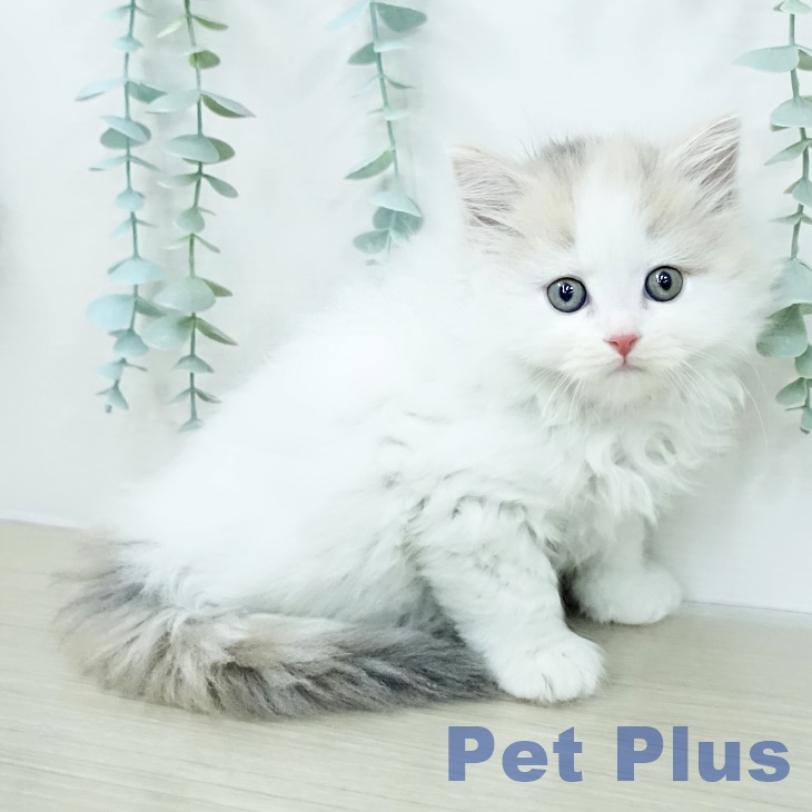 スコティッシュフォールドの写真2