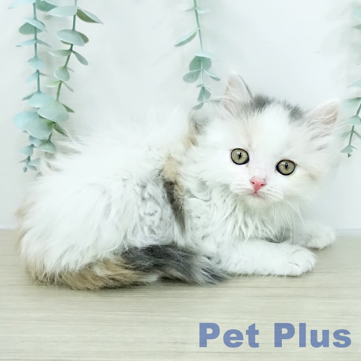 スコティッシュフォールド