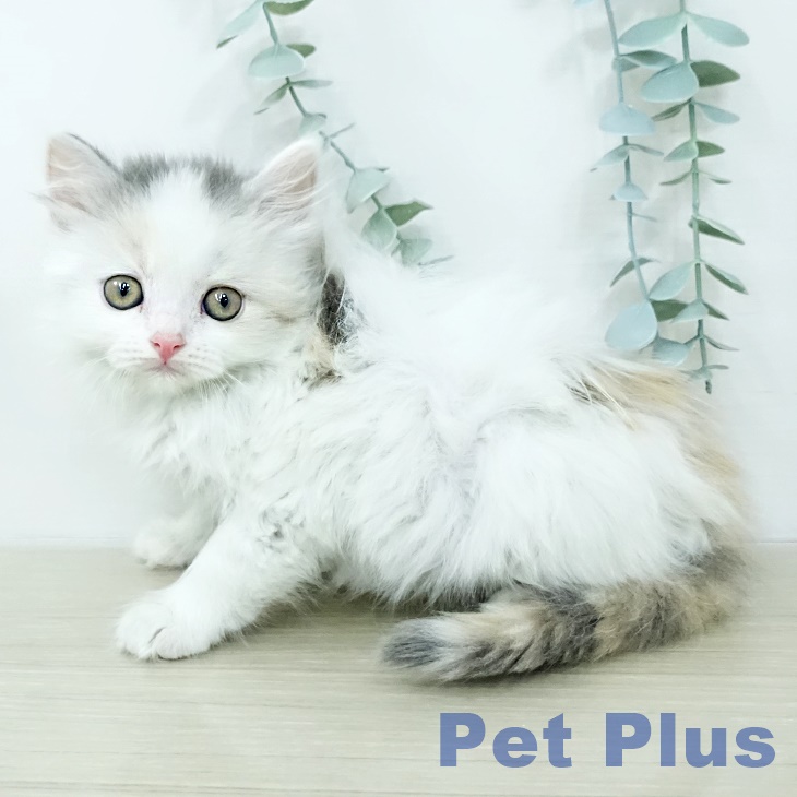 スコティッシュフォールドの写真2