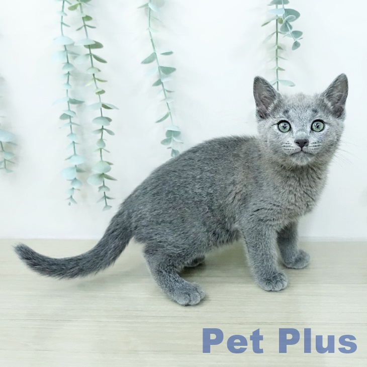 ロシアンブルー