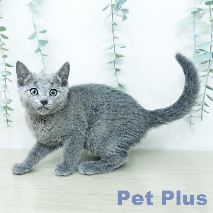 ロシアンブルーの写真2