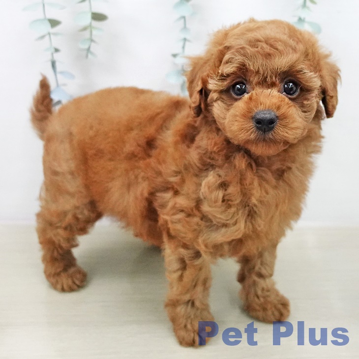 トイ・プードルの写真2