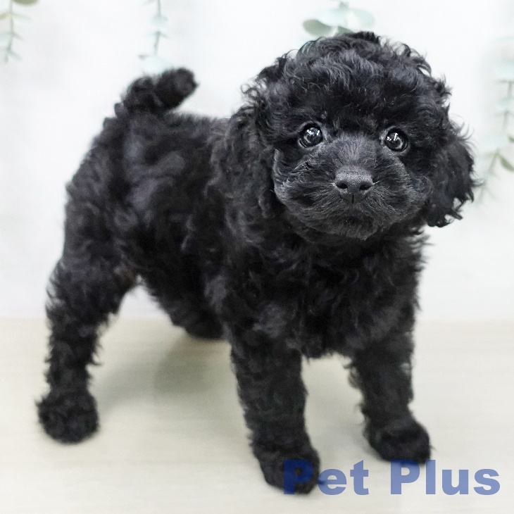 トイ・プードルの写真2