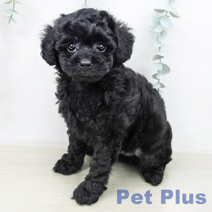 トイ・プードル