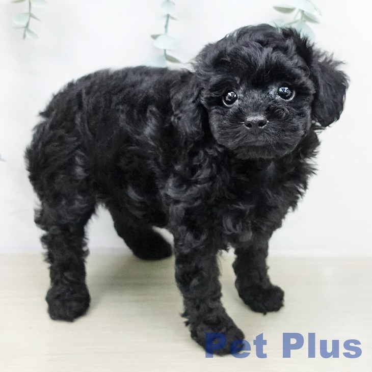 トイ・プードルの写真2