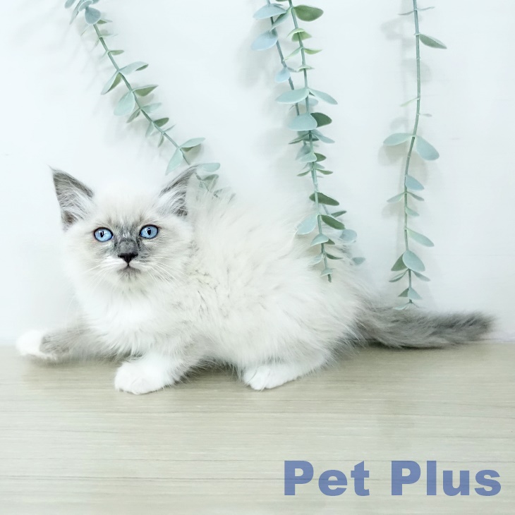 ラグドールの写真2