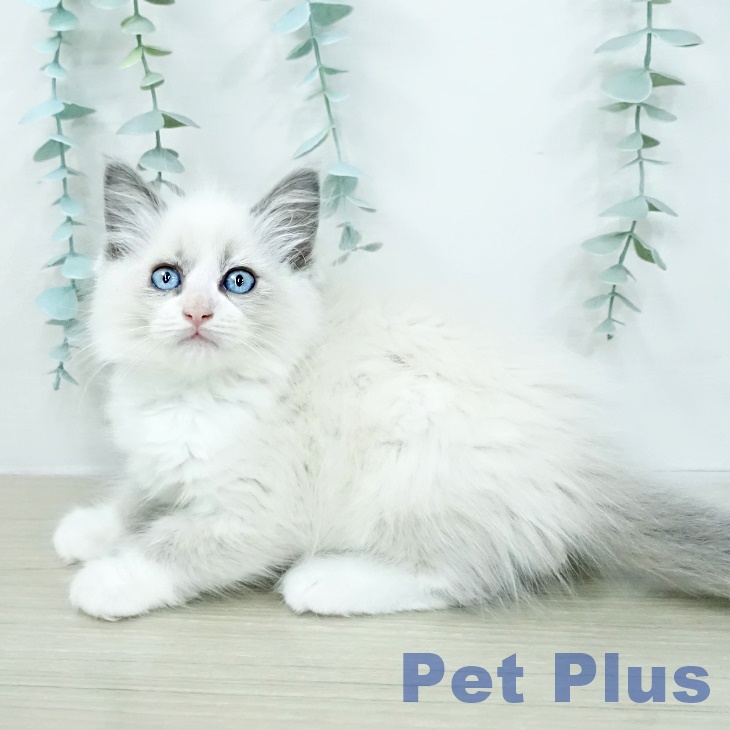 ラグドールの写真2