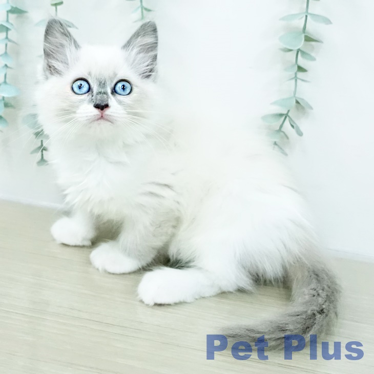 ラグドールの写真2