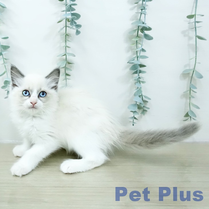 ラグドールの写真2