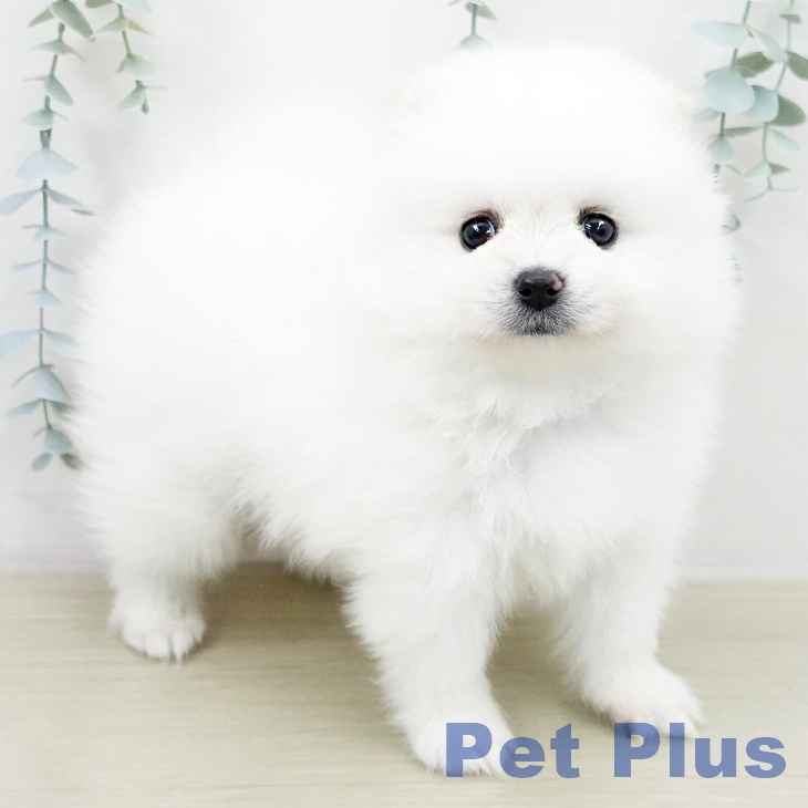 ポメラニアンの写真2