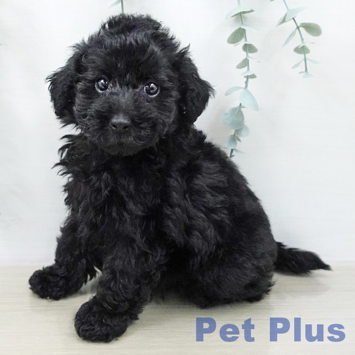 トイ・プードルの写真2