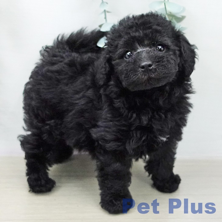 トイ・プードル