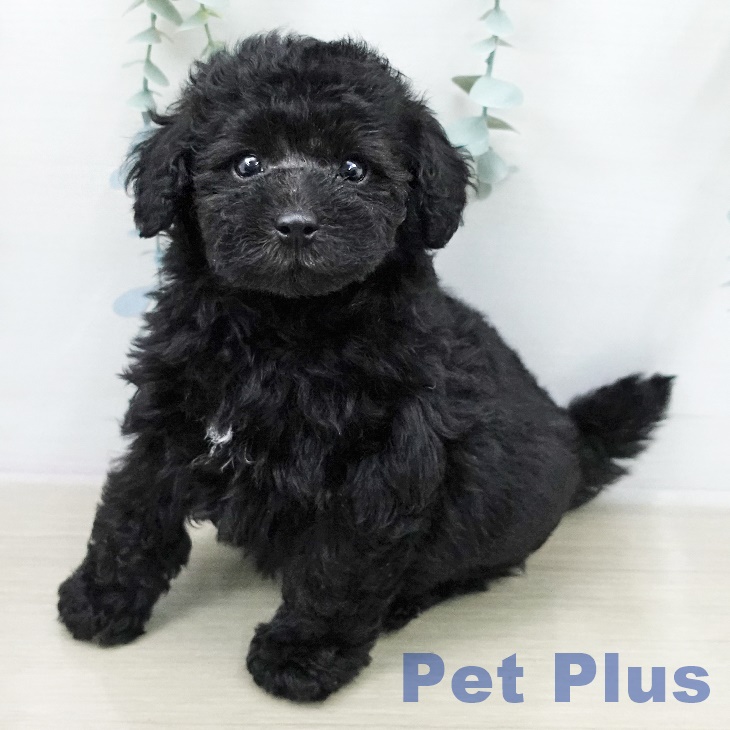 トイ・プードルの写真2